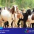 paket qurban