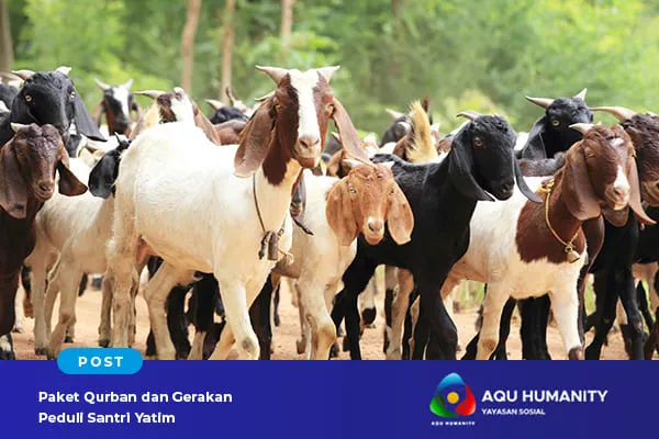 paket qurban